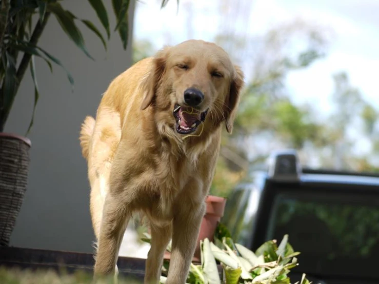 an adorable golden retriever dog stands near a potted plant