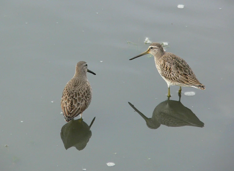 two birds on the water next to each other