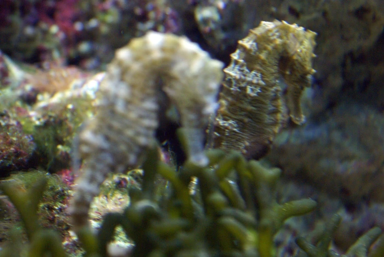 a close - up of seaweed and corals in the sea