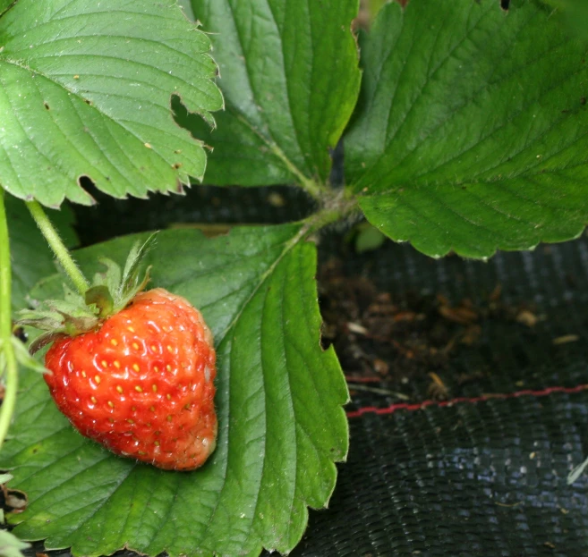 a close - up view of a strawberry plant with green leaves and brown spots