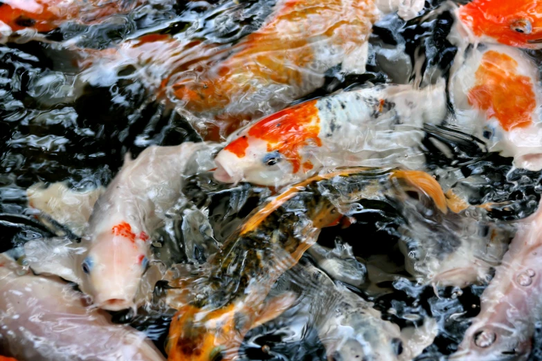 there are fish in the water with orange and white bubbles