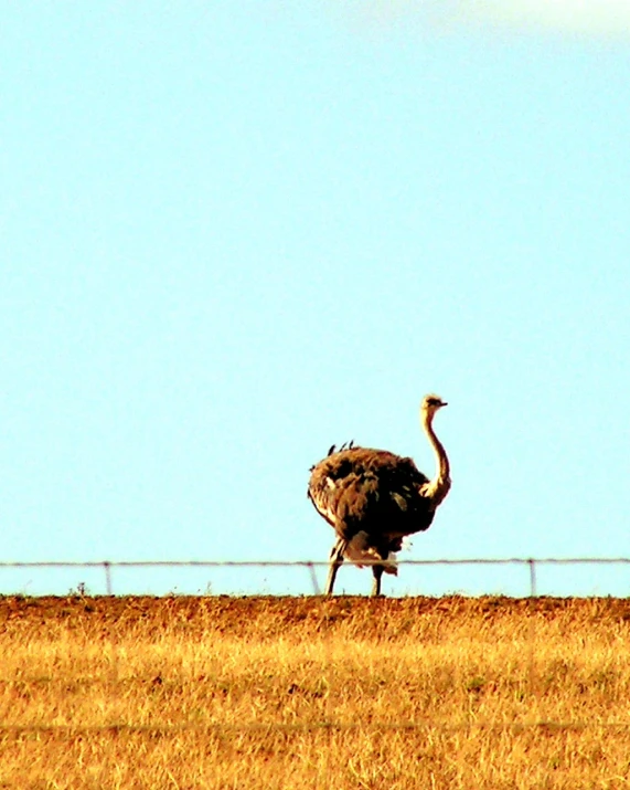 an ostrich walking across a grassy field by a fence