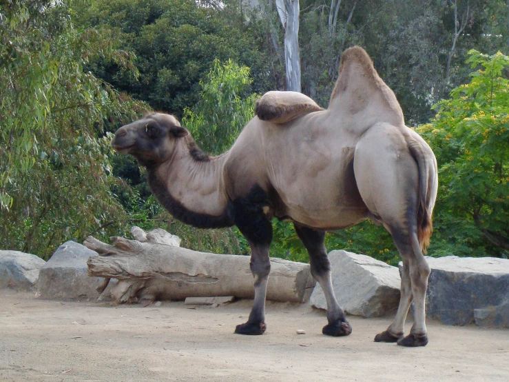 a large tan camel standing next to a pile of rocks