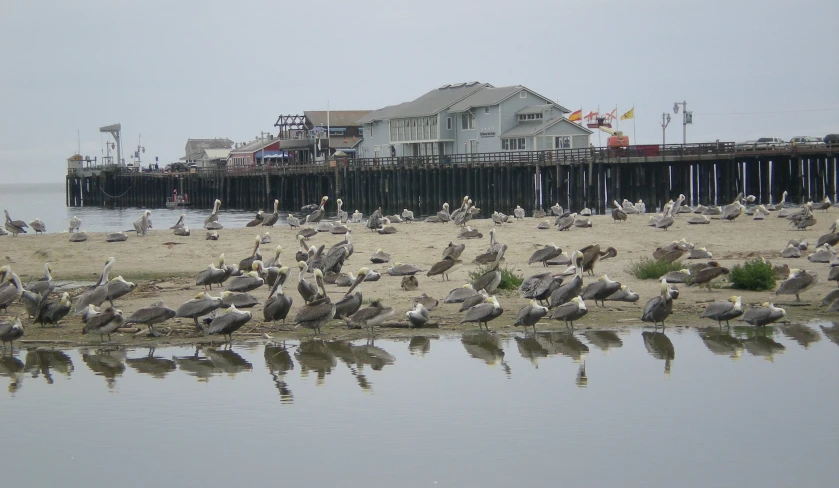 many birds standing near water near a pier