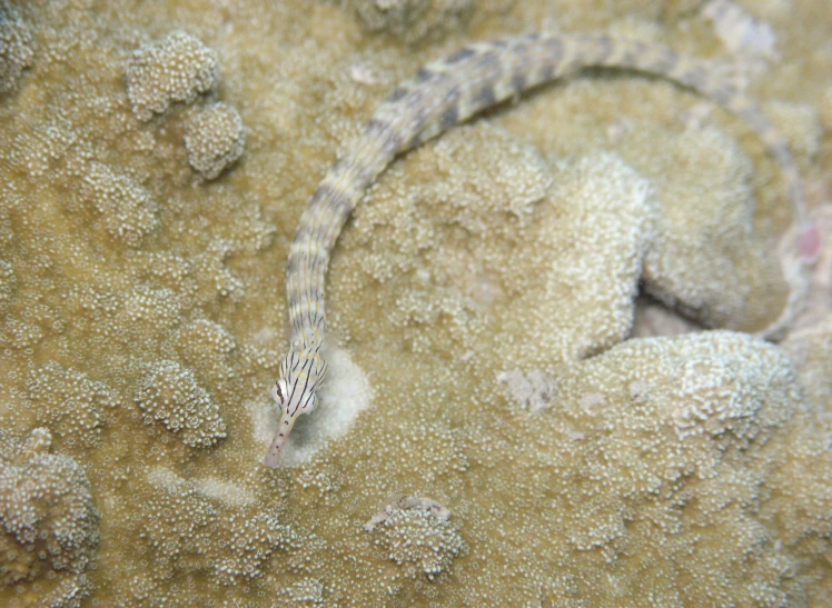a small lizard sits on top of a sea sponge