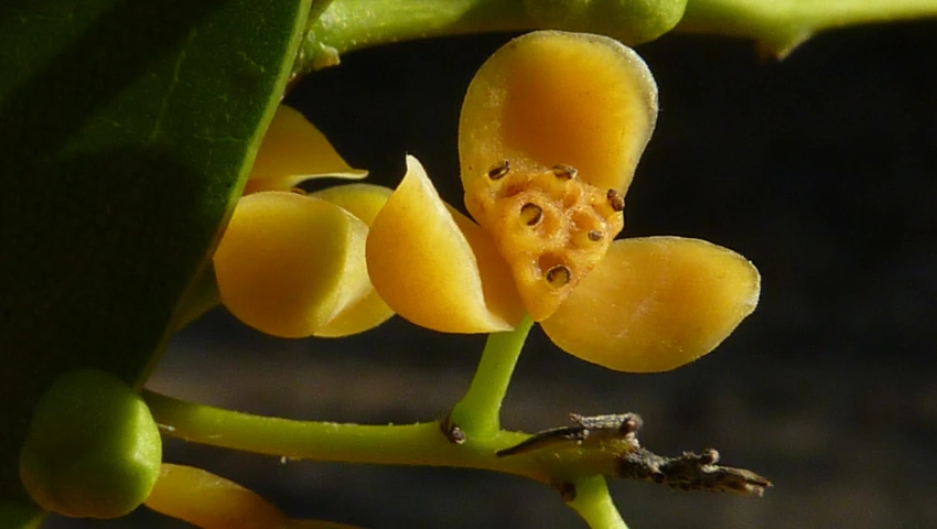 the underside end of an ornamental plant with yellow, small flowers