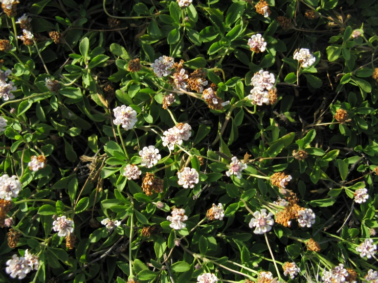 the top view of a bush with lots of flowers