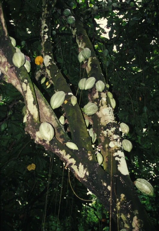 an image of a tree that is very close to ground