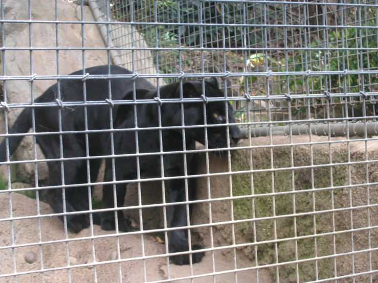 a black bear walking on the rocks in an enclosure