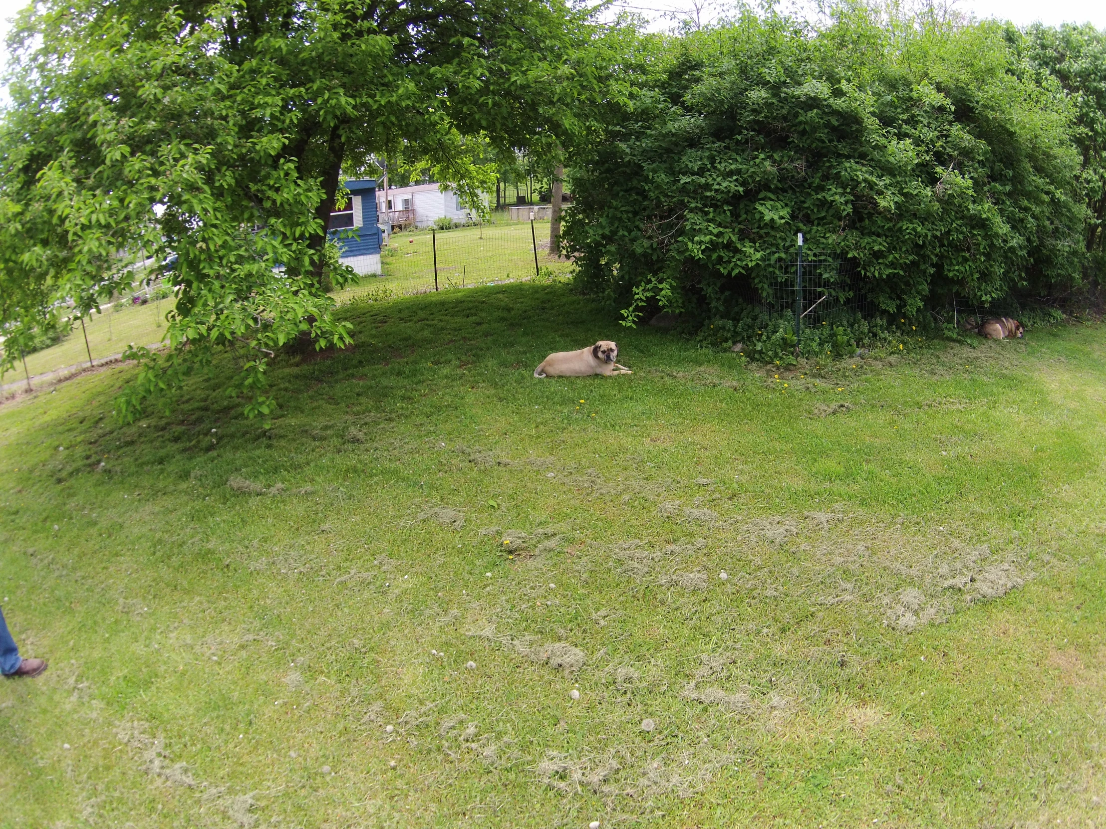 a couple dogs walk in a field of grass with trees