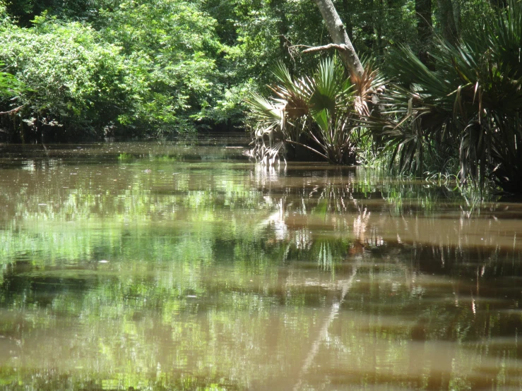 small pond surrounded by trees and water