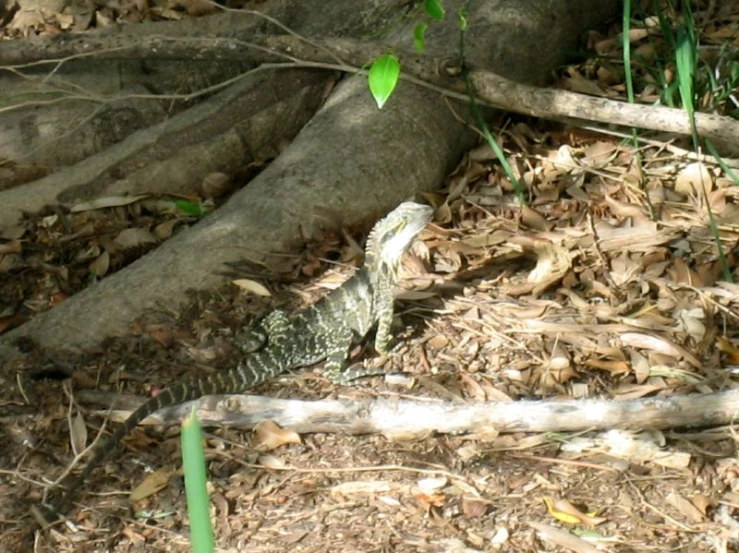 a small lizard in the forest near trees