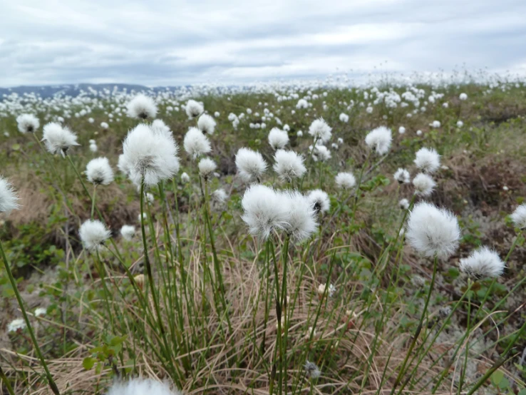 the large field has many flowers in it