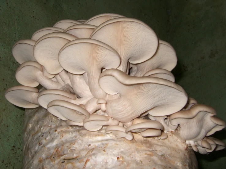 a cluster of mushrooms growing on a rotten tree stump