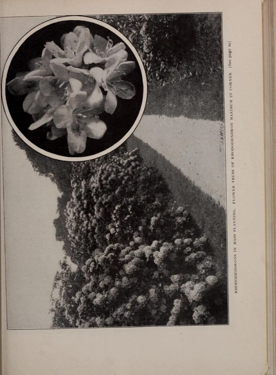 the book is open showing flowers and an image of the ground