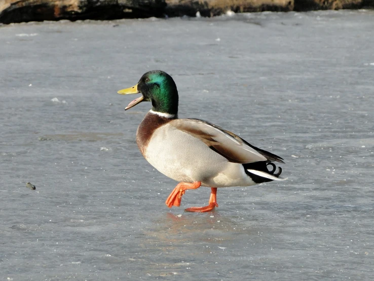 a mallard walking on frozen water with his beak open