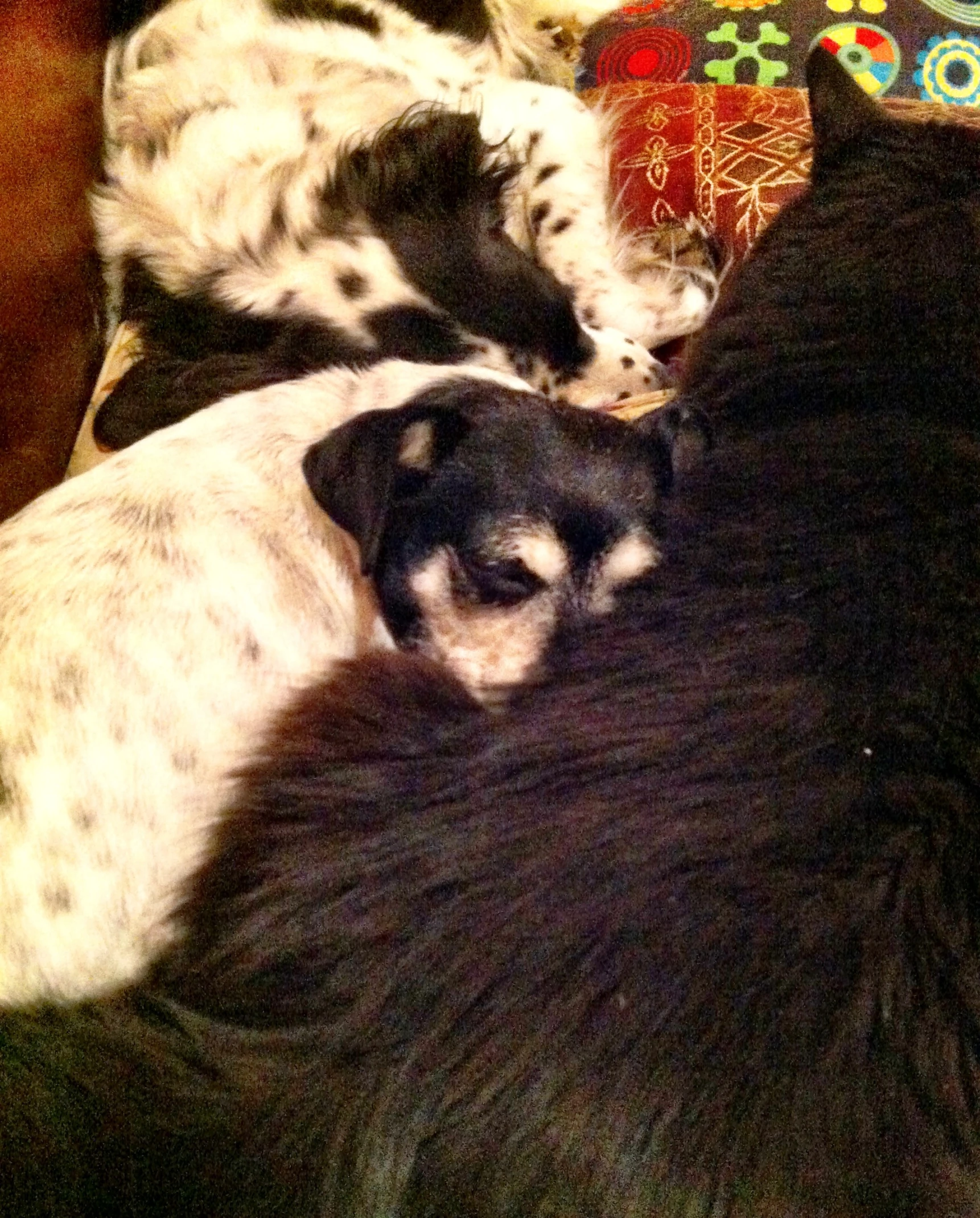 two dogs are sleeping together on the couch