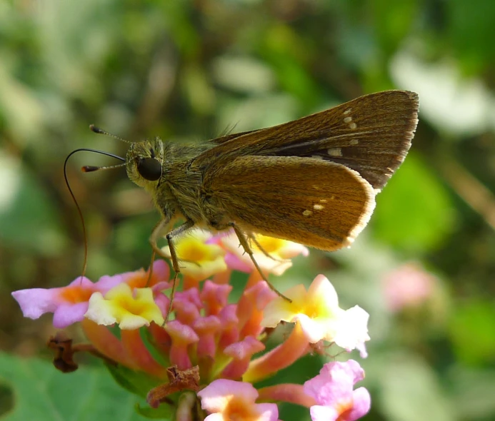 a erfly resting on top of a small flower