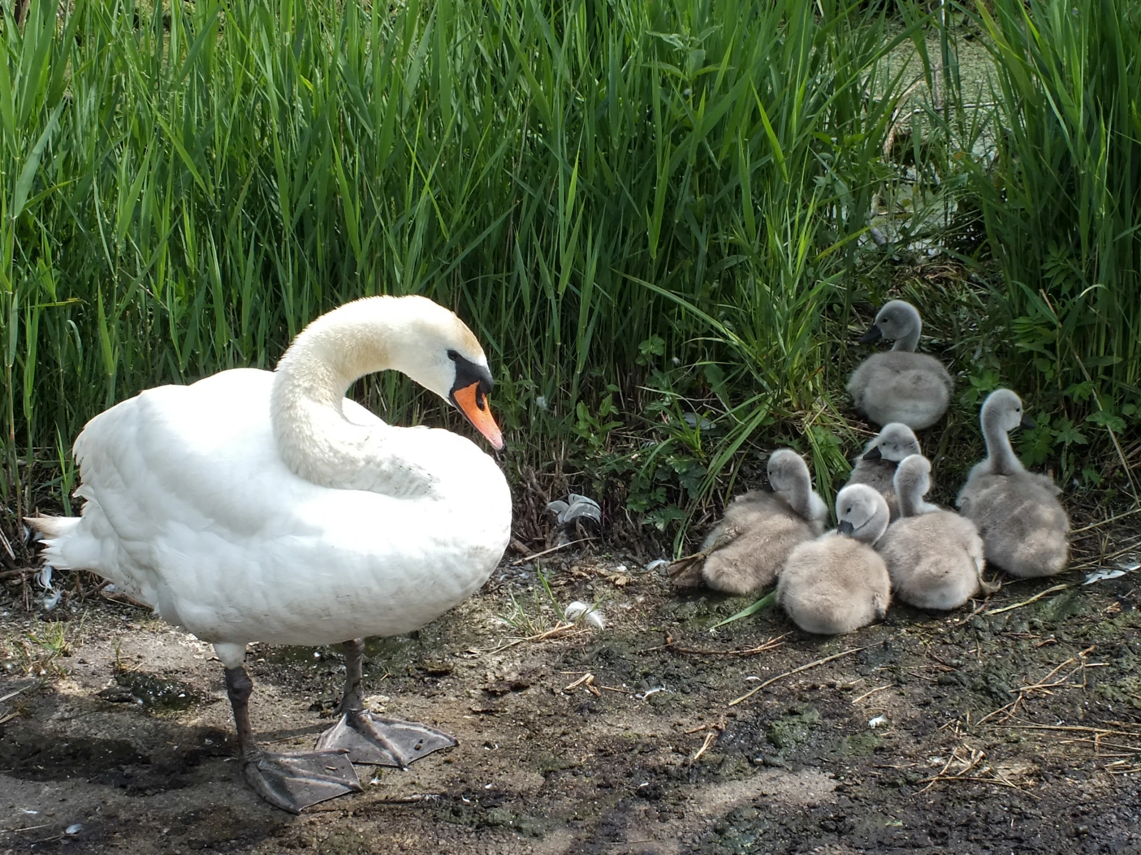 a swan with her chicks near a bunch of green plants