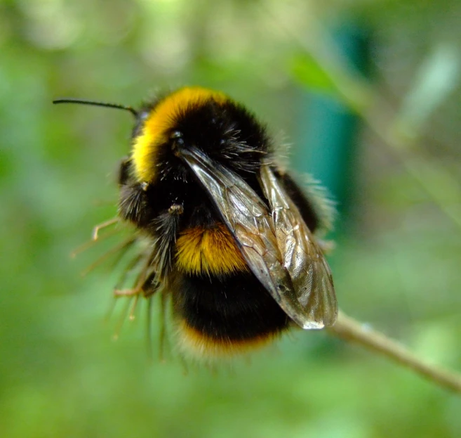 a close up po of a fuzzy yellow and black bum