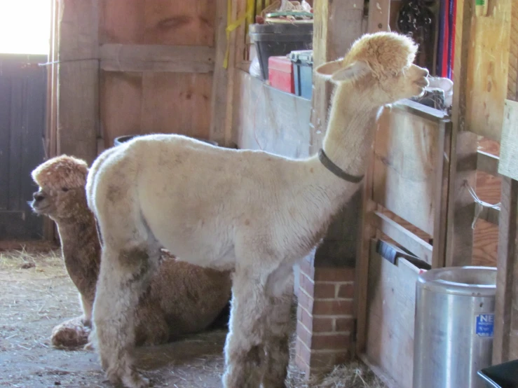 a llama stands next to a donkey in a barn