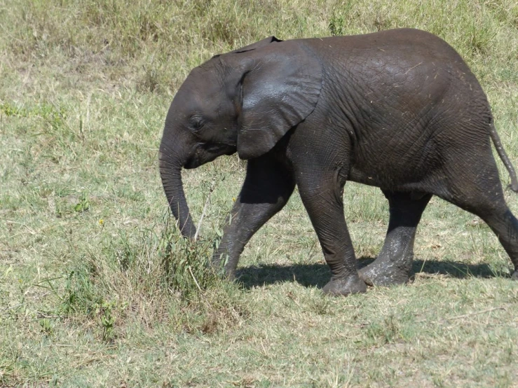 baby elephant on grass playing with grass with it's trunk