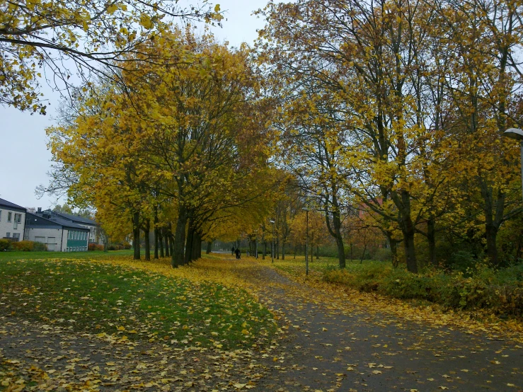 an image of a park scene with lots of leaves