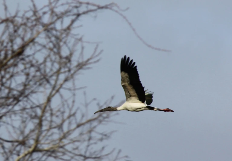 a large white bird flying through the sky