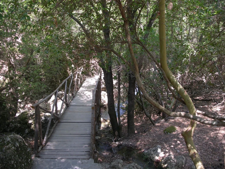 there is a wooden walkway over a forest