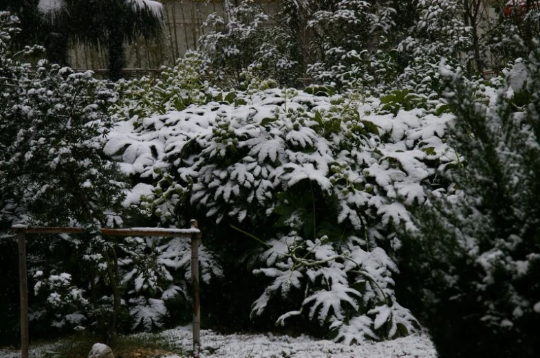 snow on plants in a garden with a fence