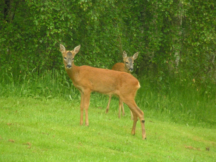 two deer are standing in the grass near trees