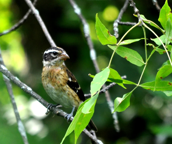 there is a small bird that is perched on the tree nch