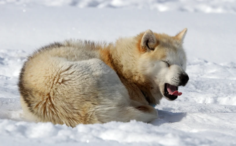 a white husky dog lying in the snow