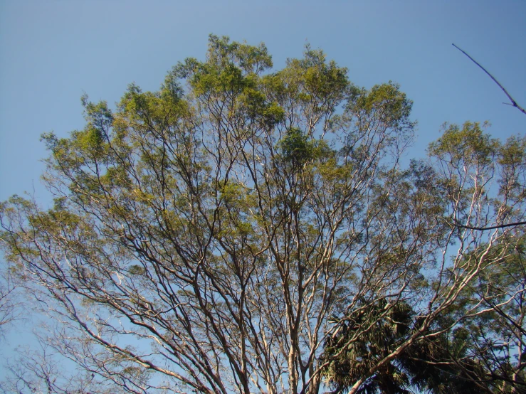 the tops of trees against a blue sky