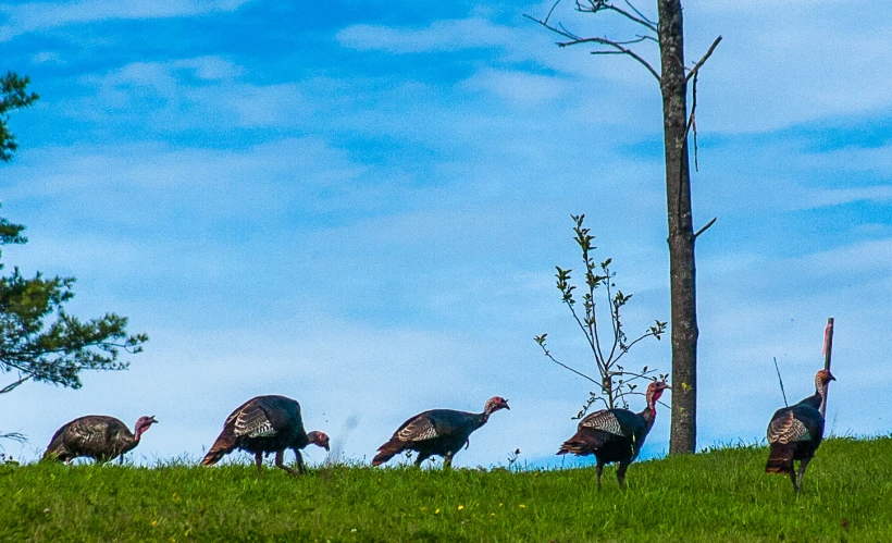 a bunch of turkeys standing in a grassy field