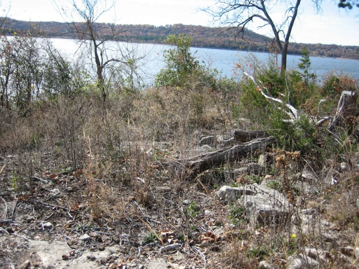 an image of a wooded area with trees and water