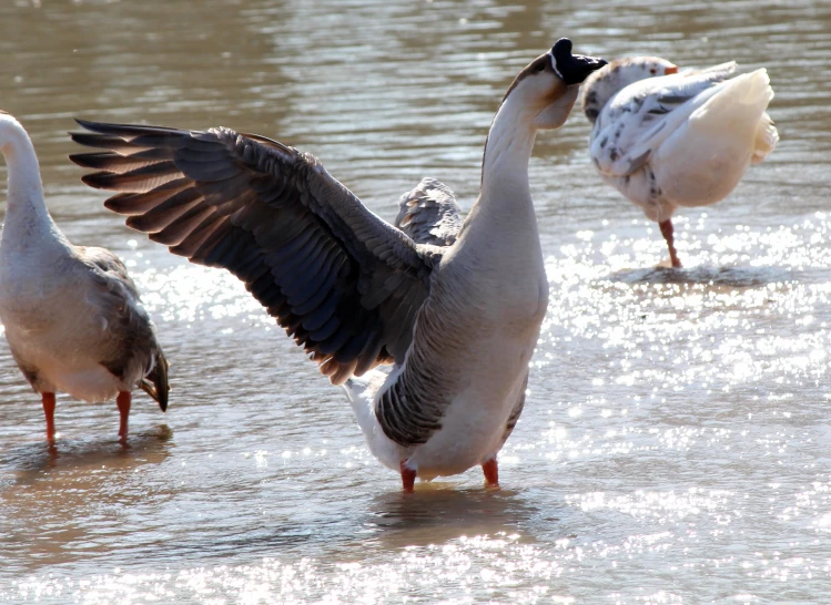 two geese are standing in shallow water near the edge of a lake
