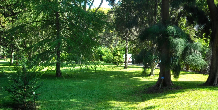 a park that has green grass and lots of trees