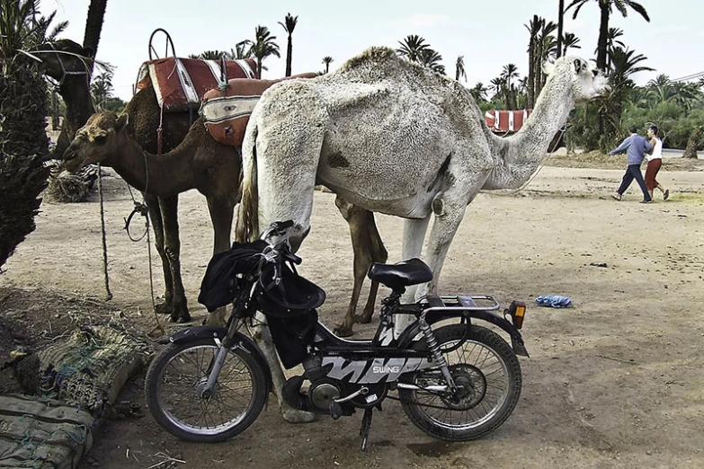 a bicycle parked next to a camel on a sandy surface