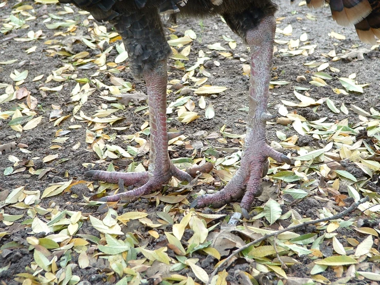 an emu bird standing on the ground with its leg in the dirt