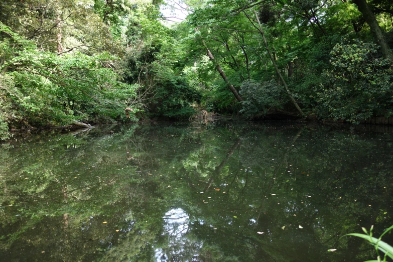 a view of a river that is surrounded by trees