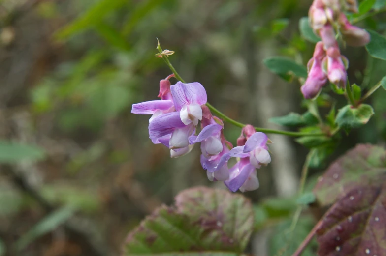 a purple flower with tiny white centers and brown petals