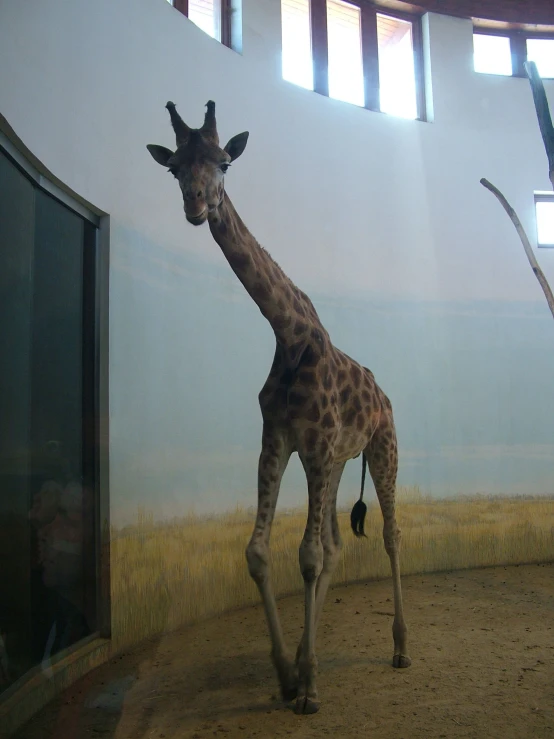 a giraffe is walking in the dirt by a building