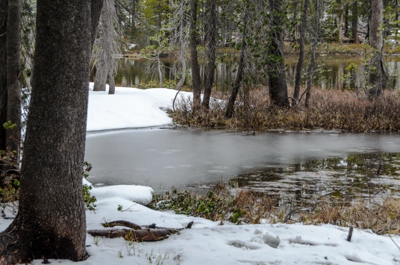 a pond that is surrounded by snow in the woods