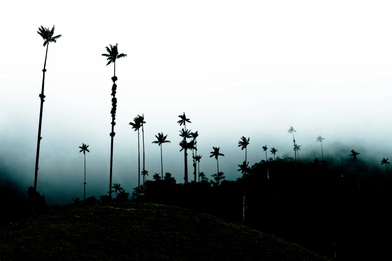 silhouette of multiple palm trees with misty background