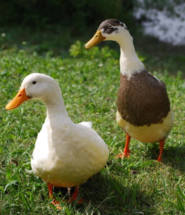 two ducks standing on the grass near each other