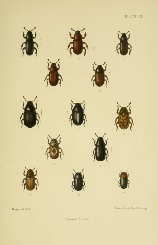 illustration of beetles from the natural history of england