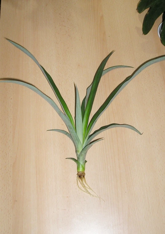 a potted plant sits on a wood floor