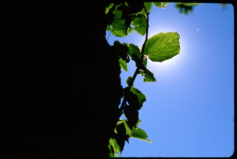 green leaves in silhouette against blue sky