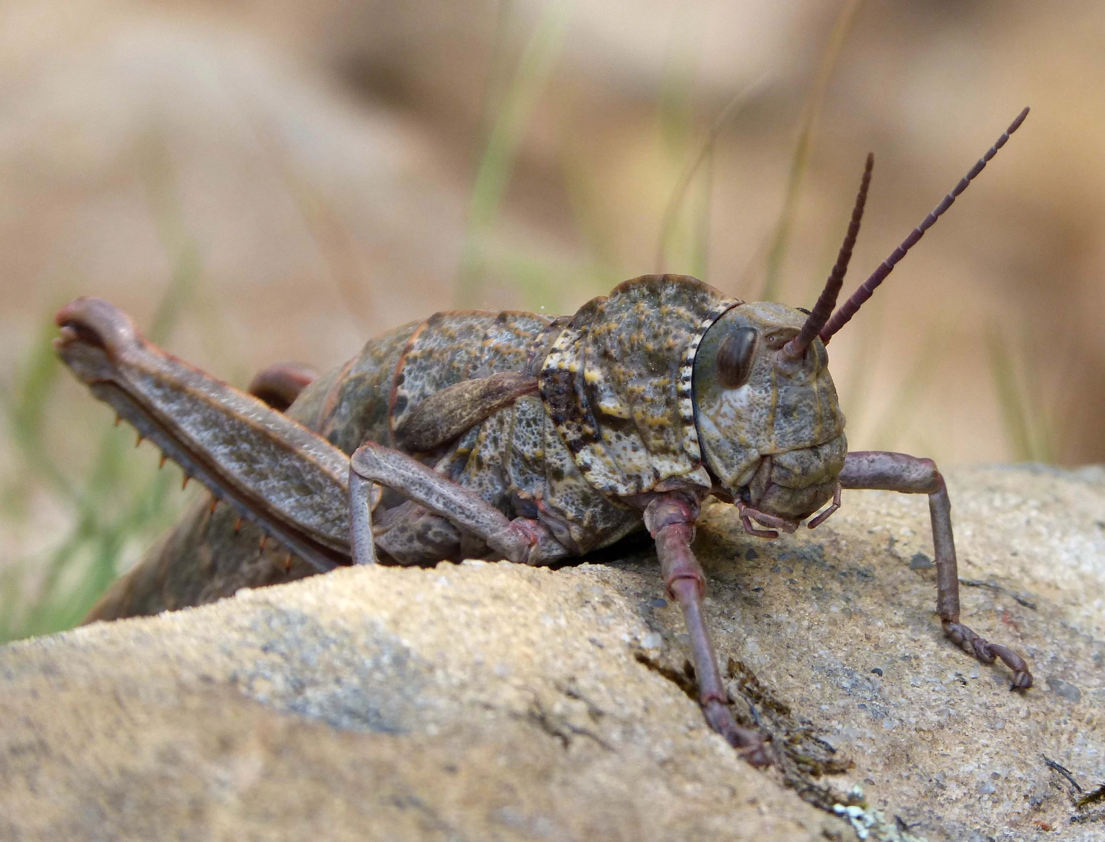 a grasshopper beetle with large antennae walking on a rock